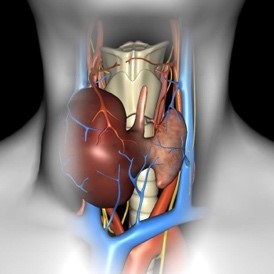 Автономний гіперфункціонуючий вузол щитовидної залози