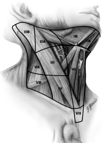 Семь уровней передне-латеральной поверхности шеи